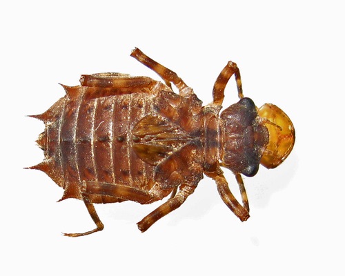 Exuvia
2012_10_05_Pickens_SC